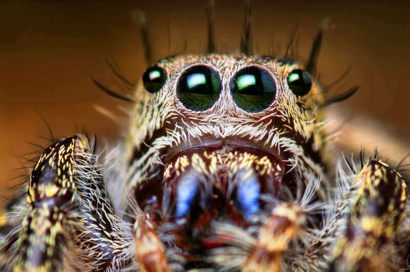 Close-up of Jumping Spider — Brown, Intense, Photograph, Eyes