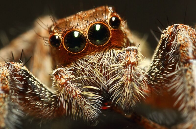 Close-up of Jumping Spider — Brown