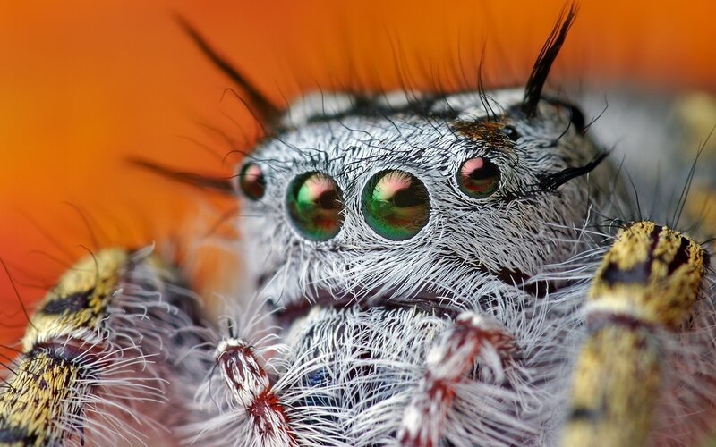 Close-up of Jumping Spider — Orange
