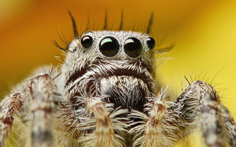 Close-up of Jumping Spider — Yellow