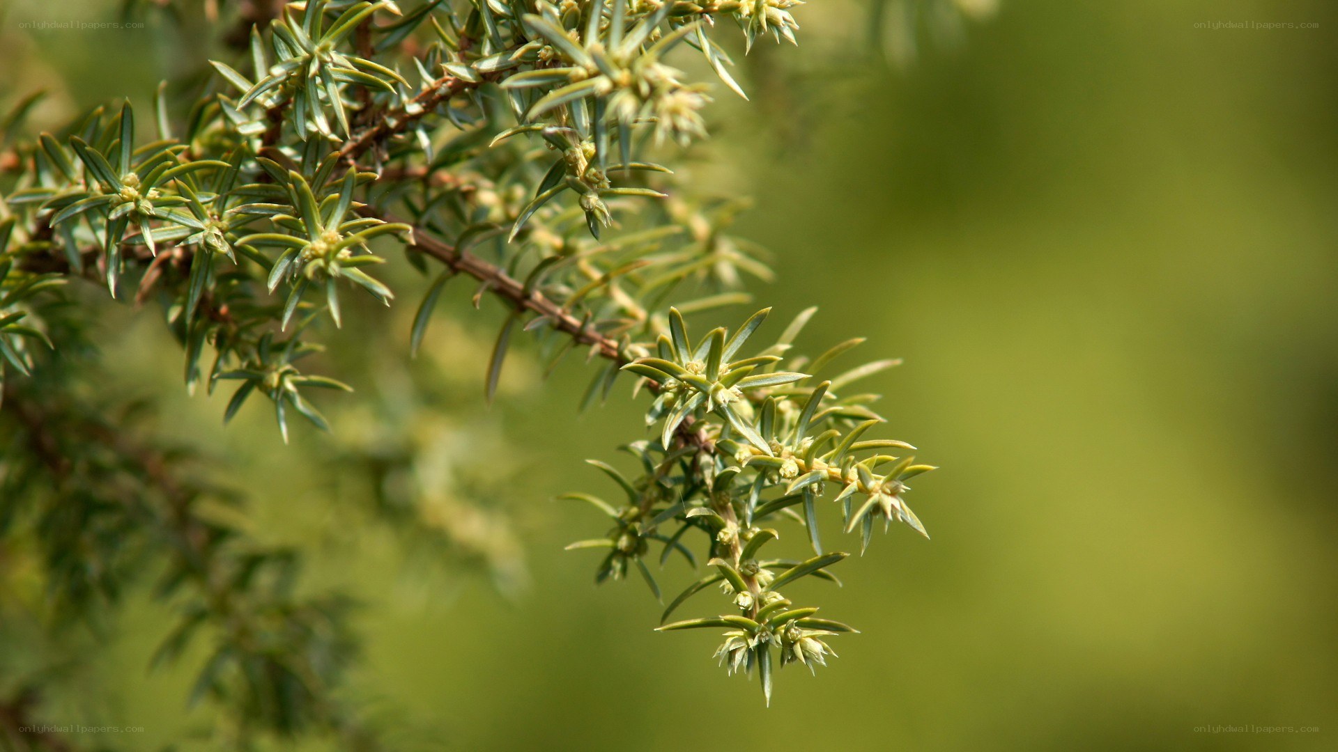 Close-up of juniper branch
