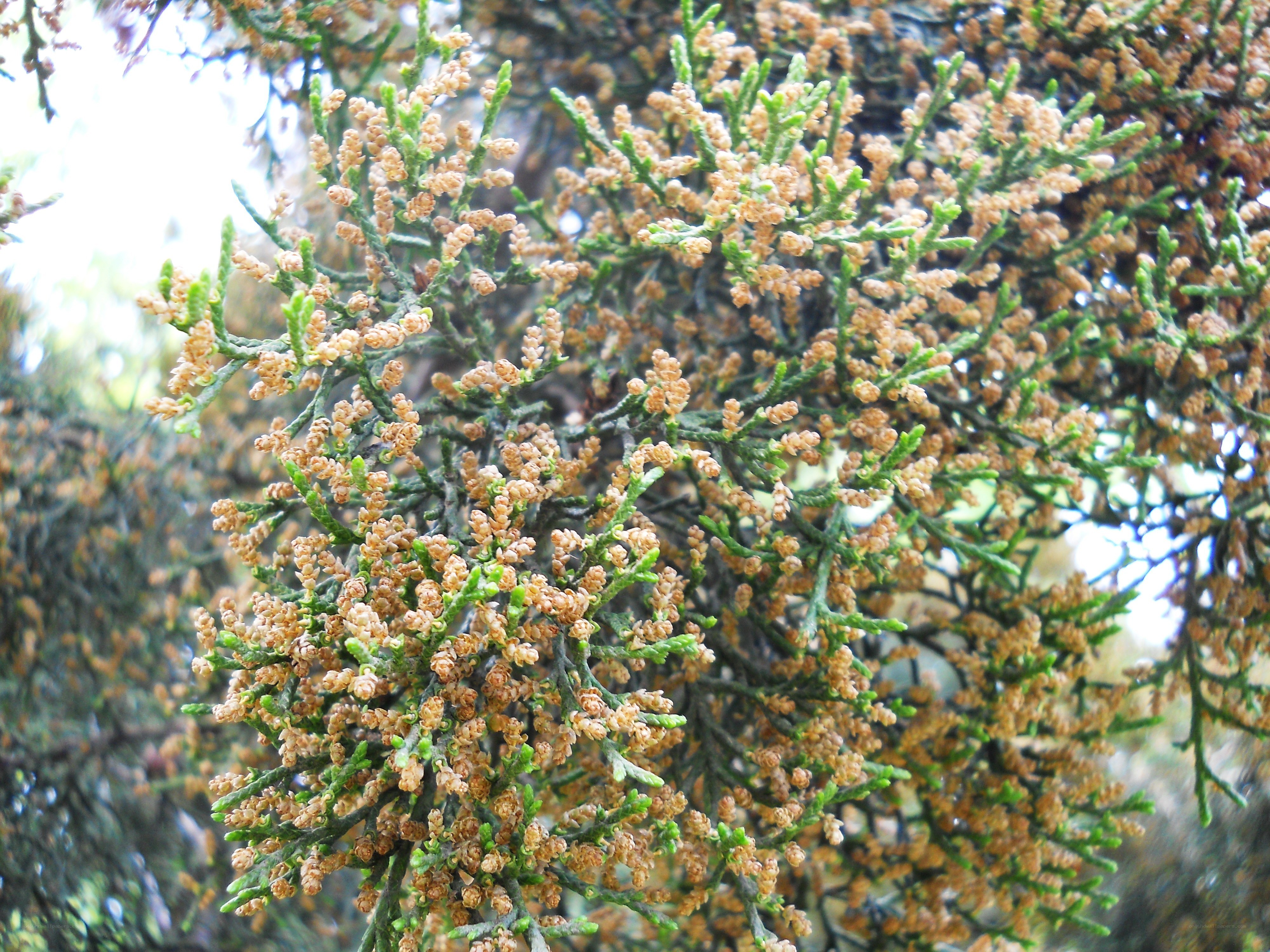 close-up of juniper branches