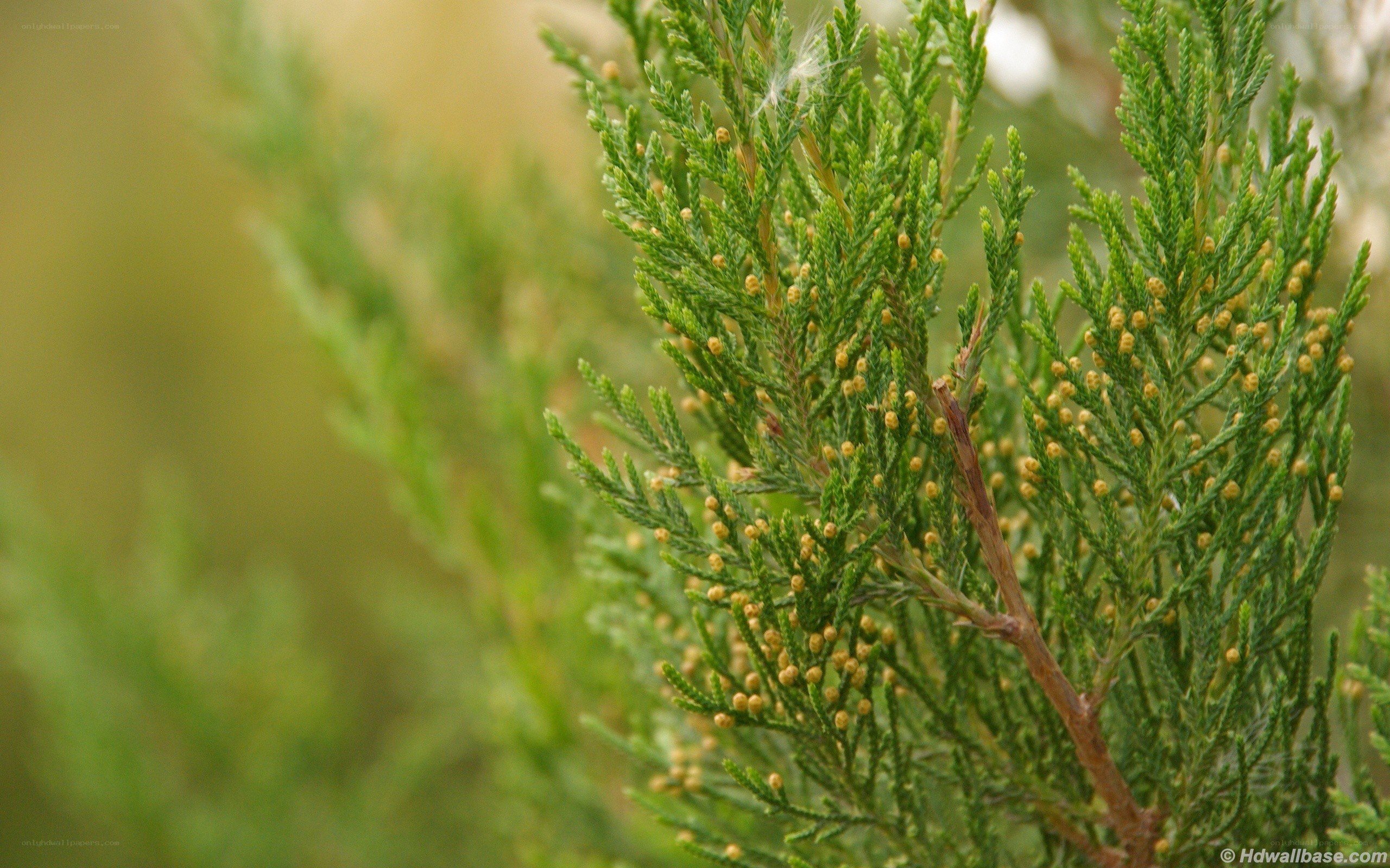 close-up of juniper branches