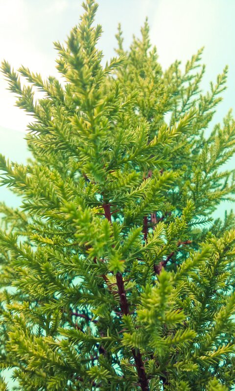 Close-up of Juniper Branches — Green