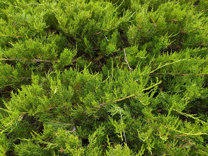 Close-up of Juniper Foliage