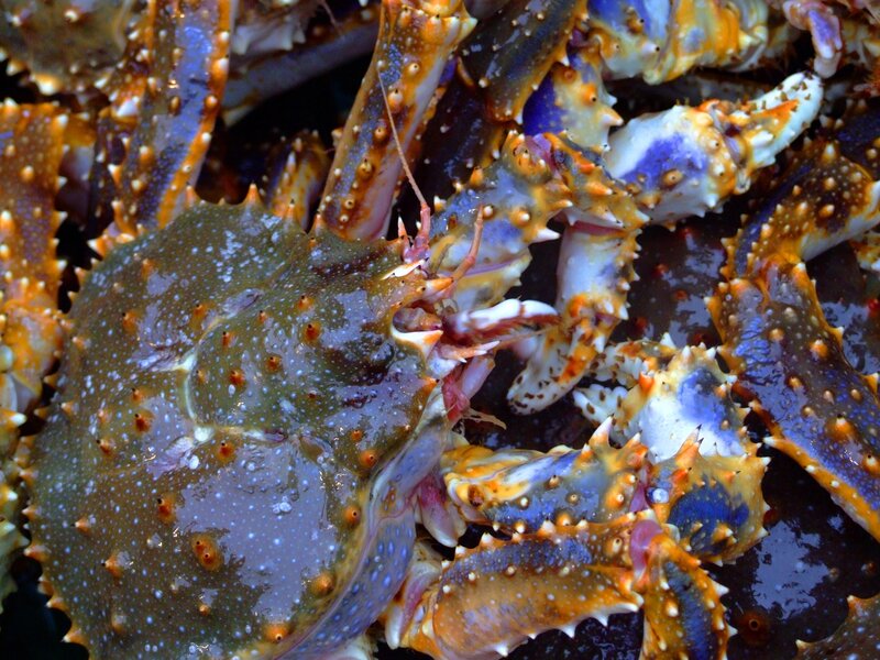 Close-up of king crabs