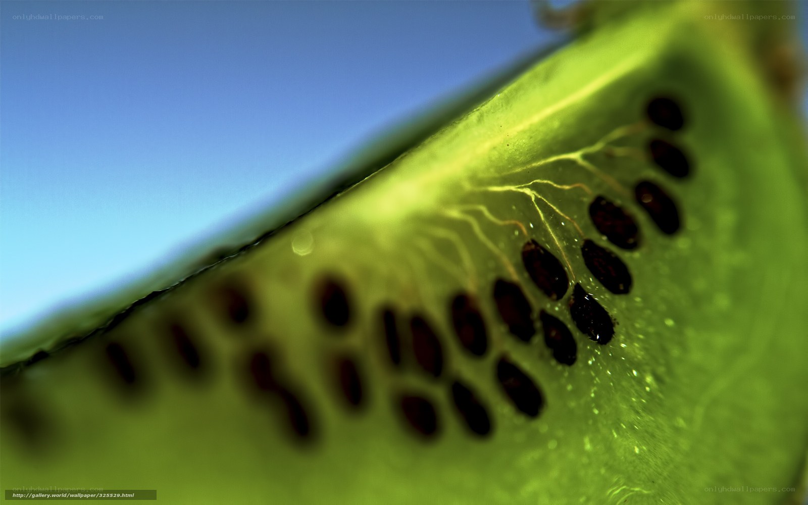 close-up of kiwi slice