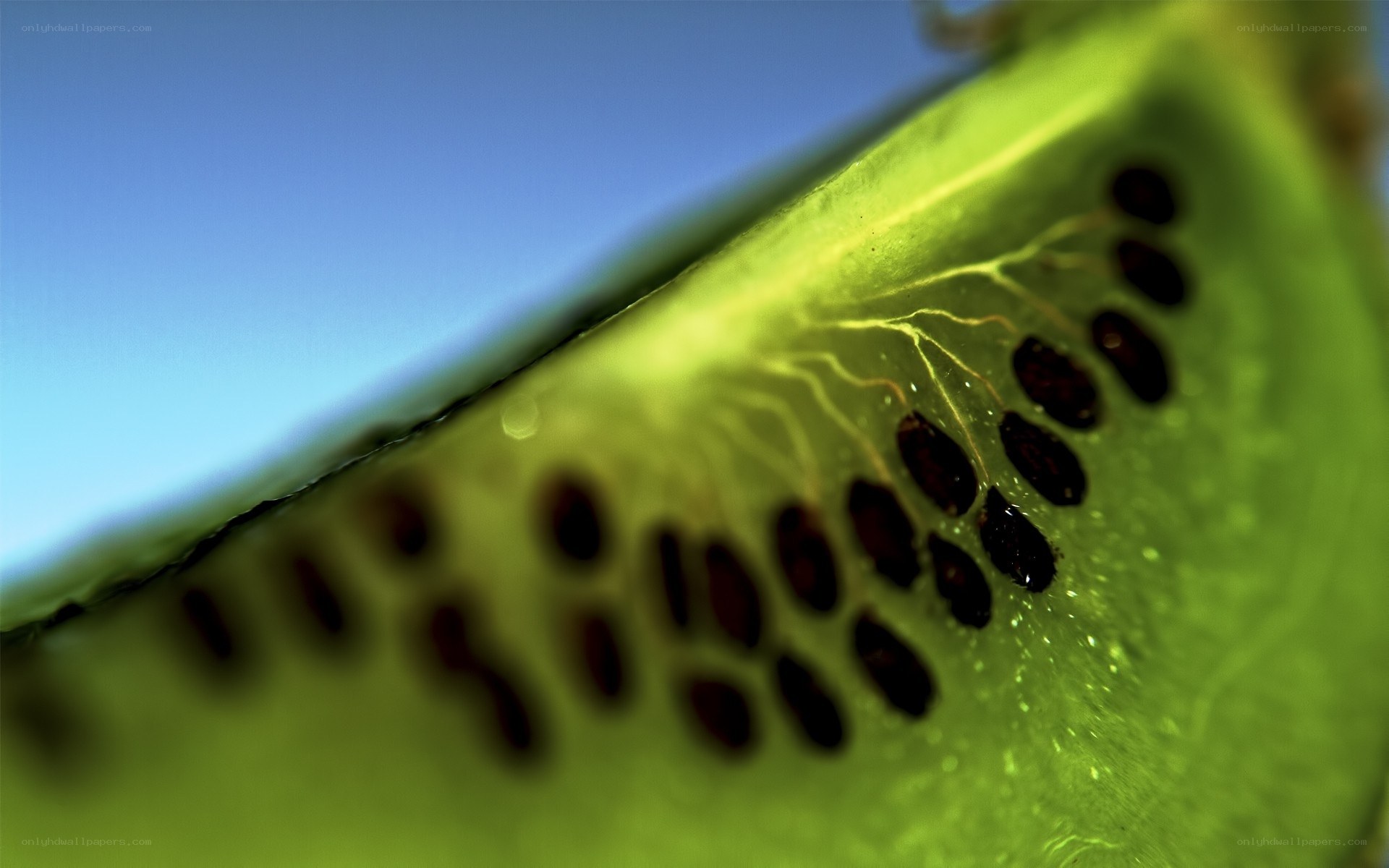 Close-up of kiwi slice