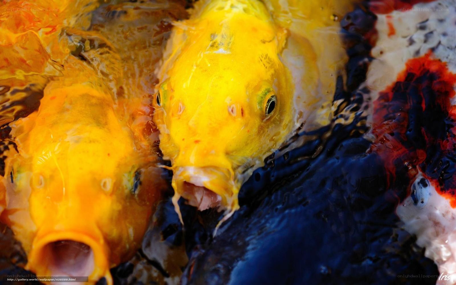 Close-up of koi fish