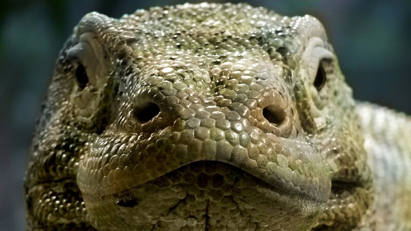 Close-up of Komodo Dragon — Green, Intense