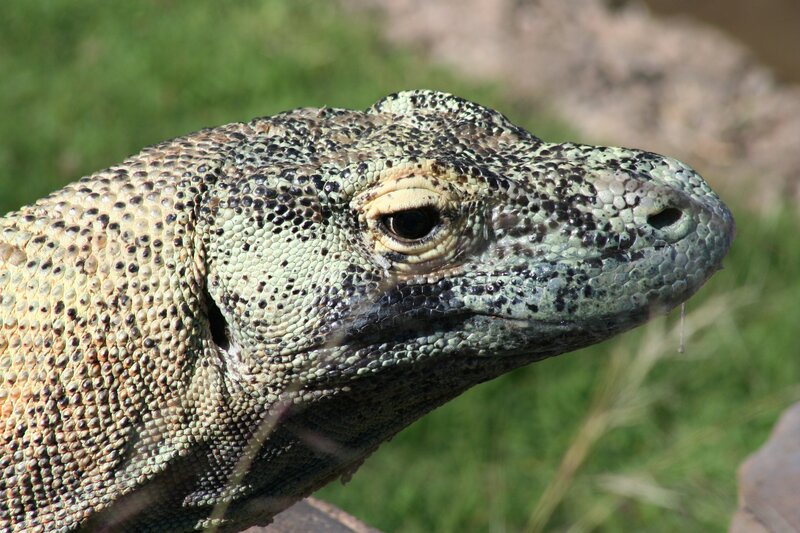 Close-up of Komodo Dragon — Green