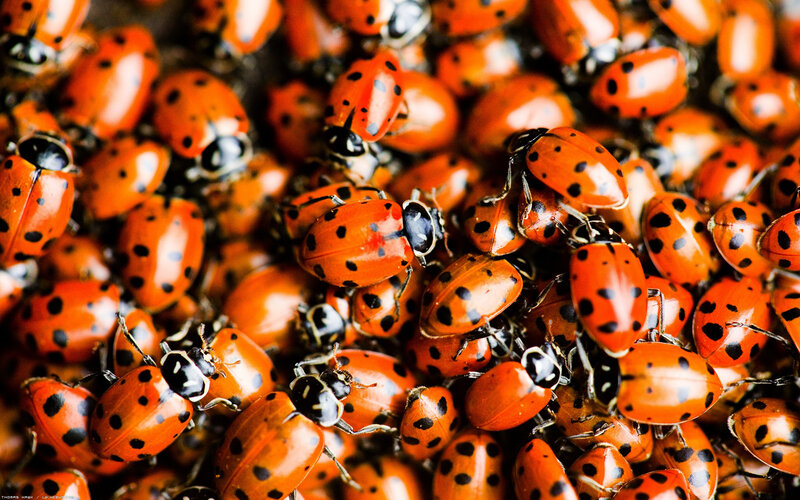close-up of ladybugs