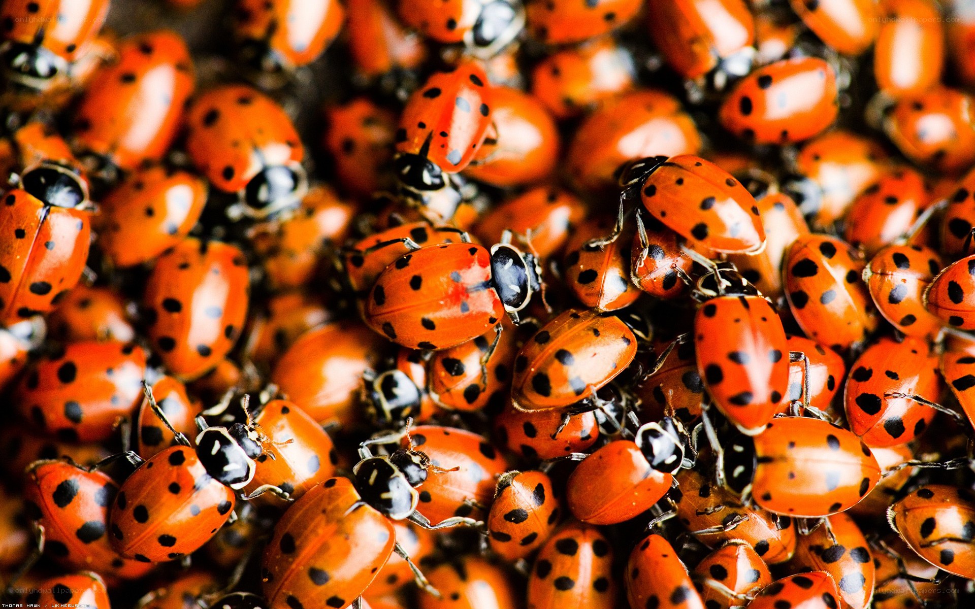 close-up of ladybugs