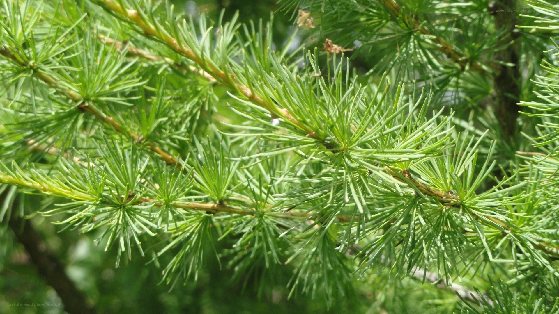 Close-up of larch tree branches