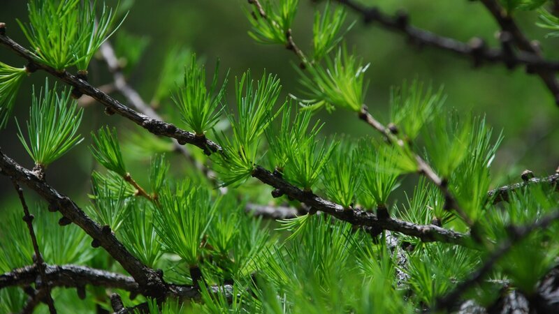 Close-up of larch tree branches
