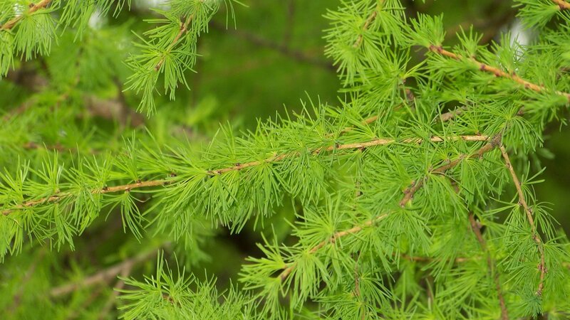 close-up of larch tree branches