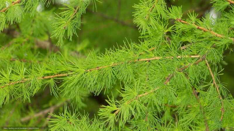 Close-up of larch tree branches