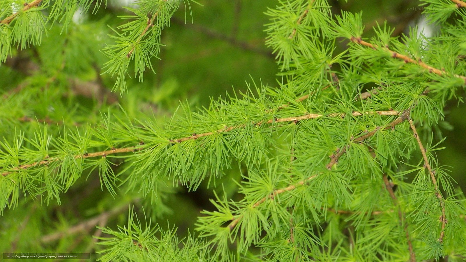 Close-up of larch tree branches