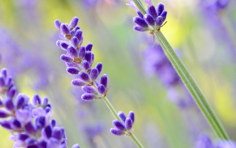 Close-up of lavender flowers