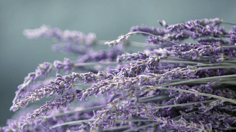 Close-up of lavender flowers