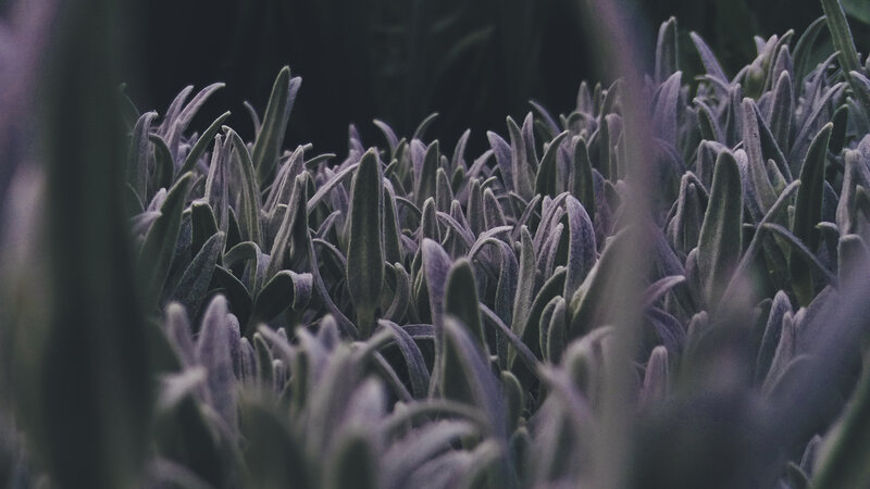 Close-up of Lavender Plants