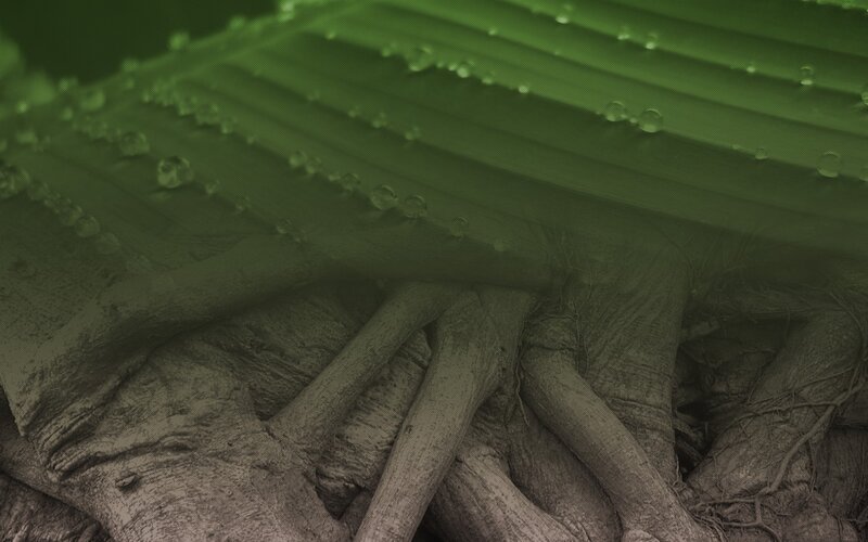 Close-up of leaf and roots
