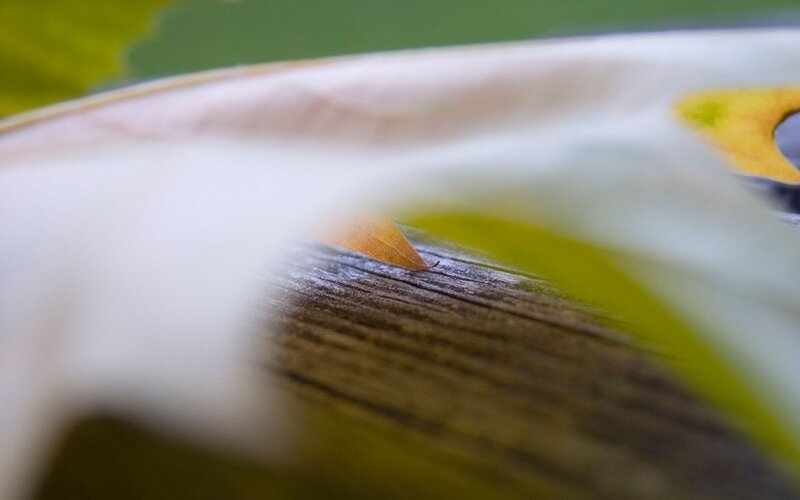 Close-up of leaf on wood