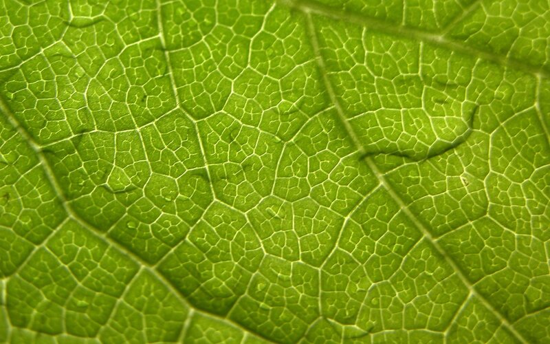 Close-up of leaf texture