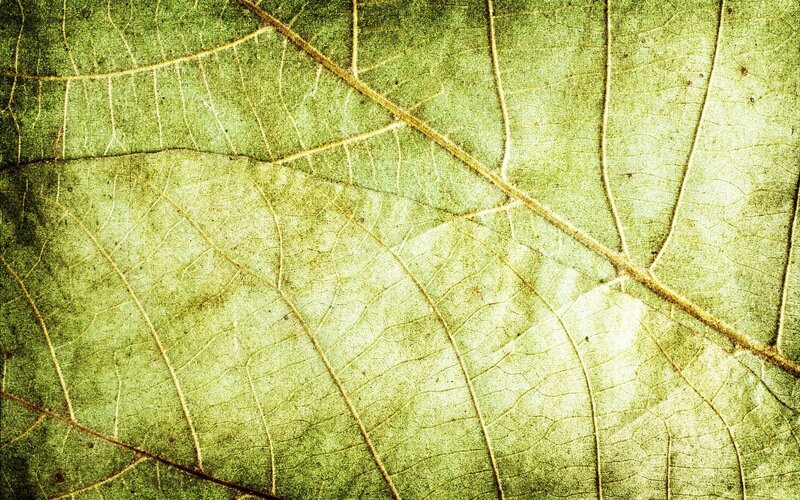 close-up of leaf texture