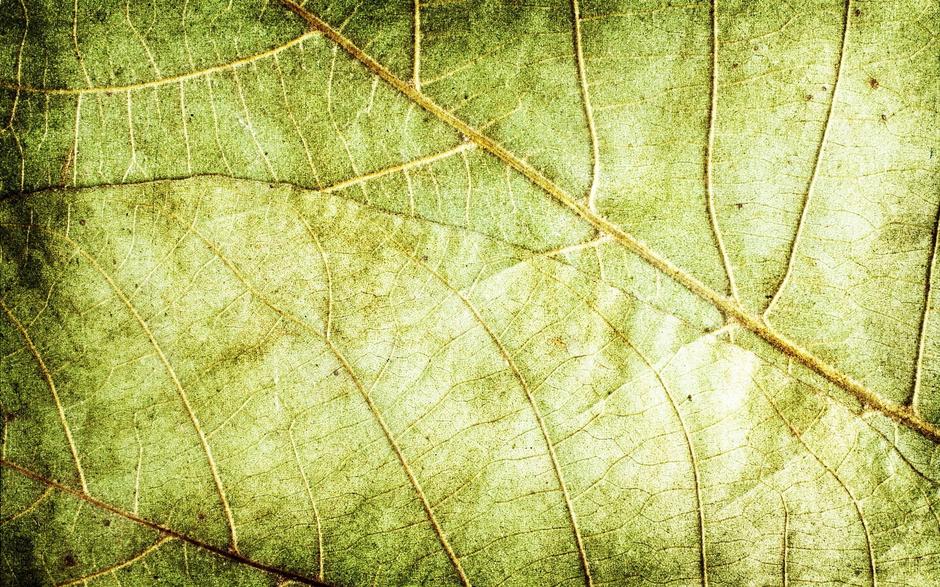 close-up of leaf texture