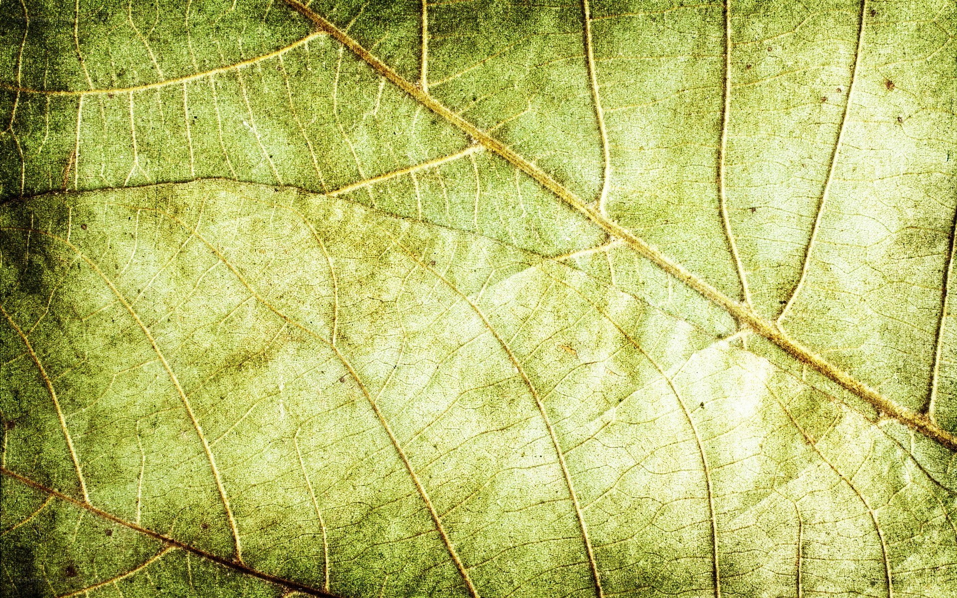 close-up of leaf texture