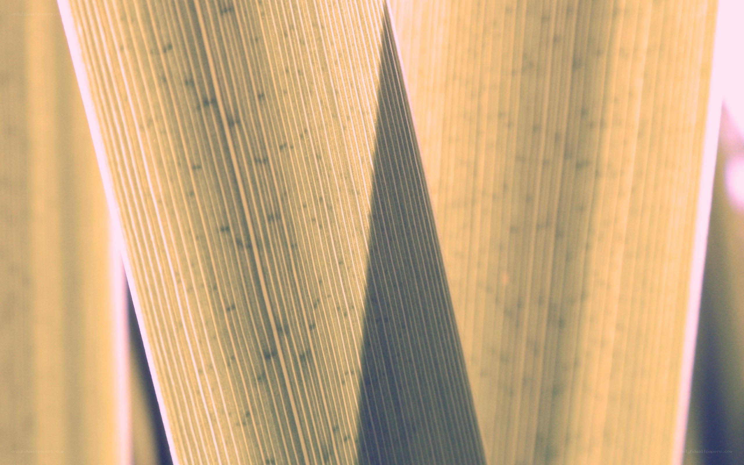 close-up of leaf texture