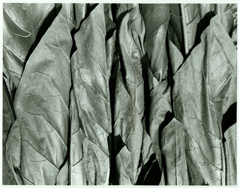 close-up of leaf textures