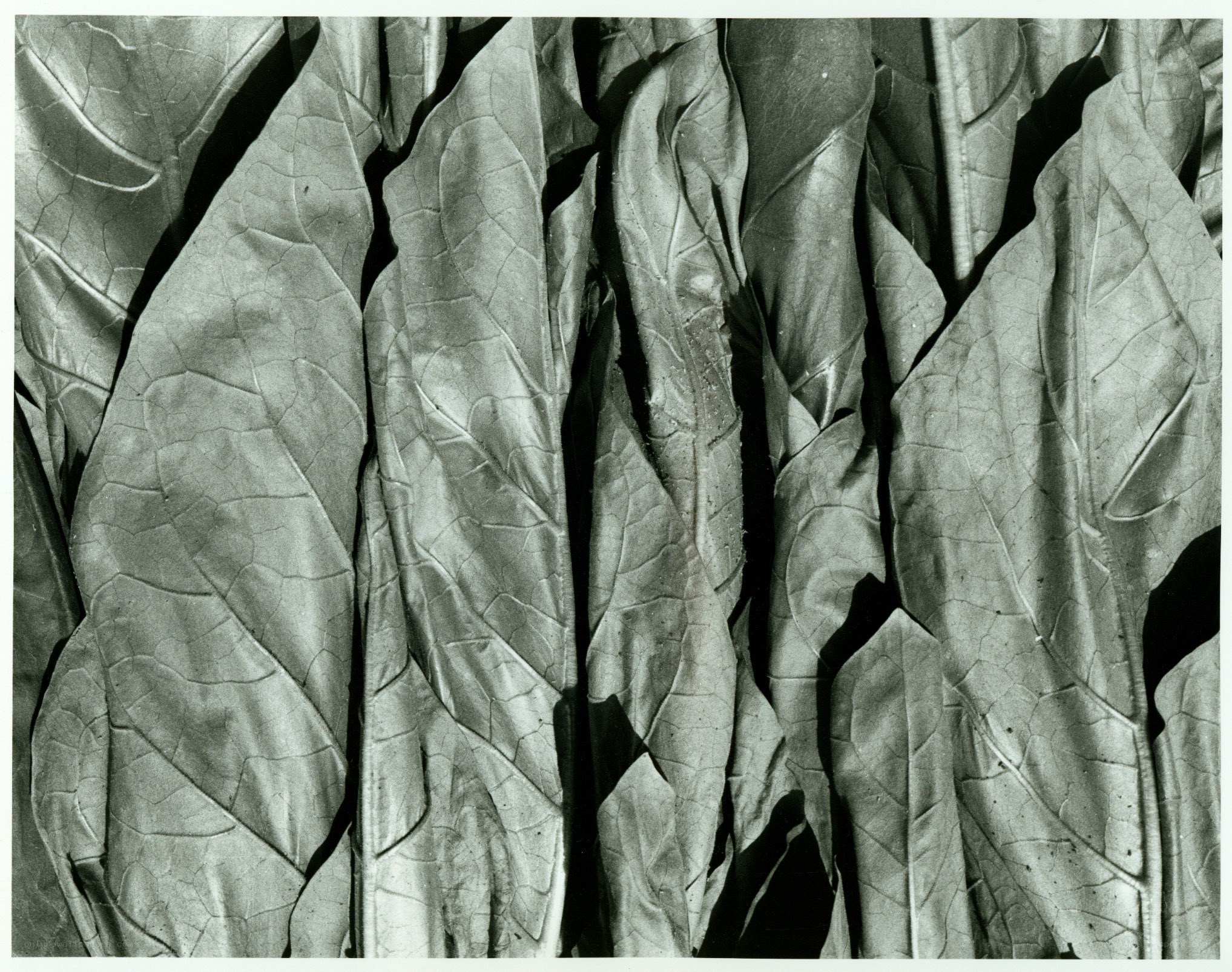 close-up of leaf textures