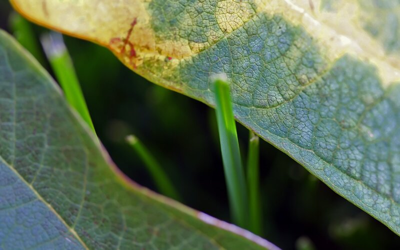 Close-up of leaf textures