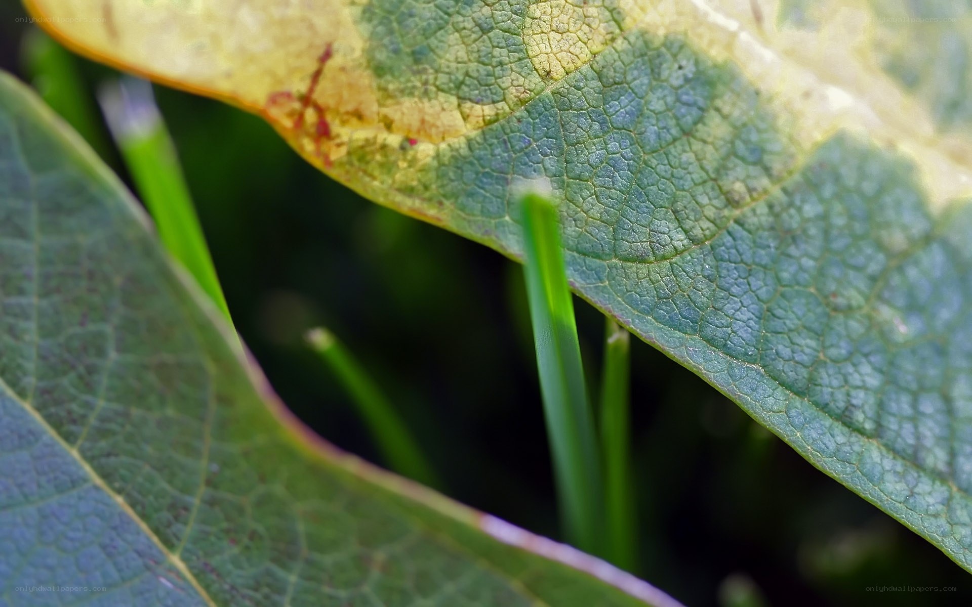 Close-up of leaf textures
