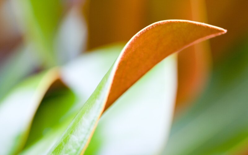 Close-up of Leaf Tip