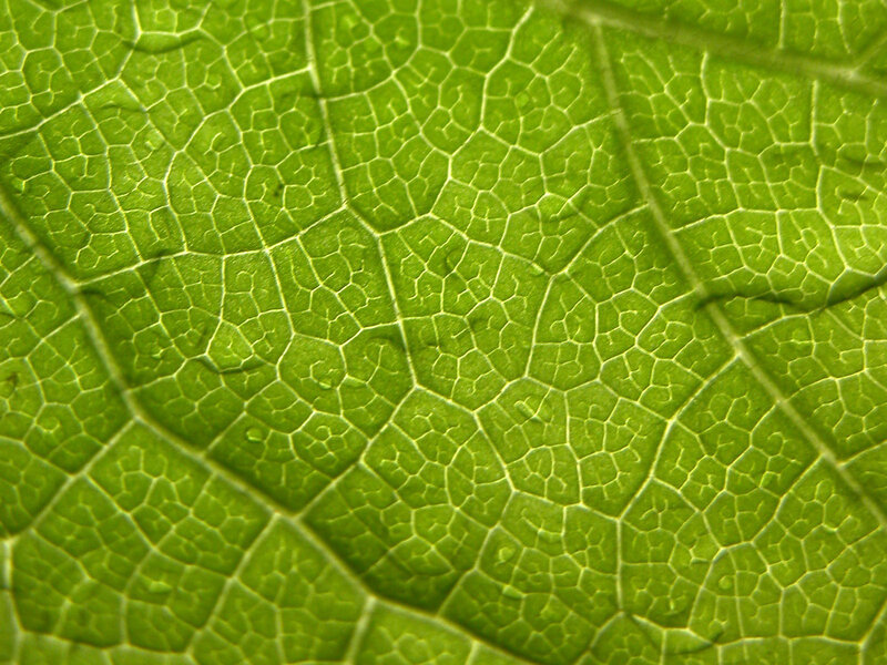 Close-up of leaf vein pattern
