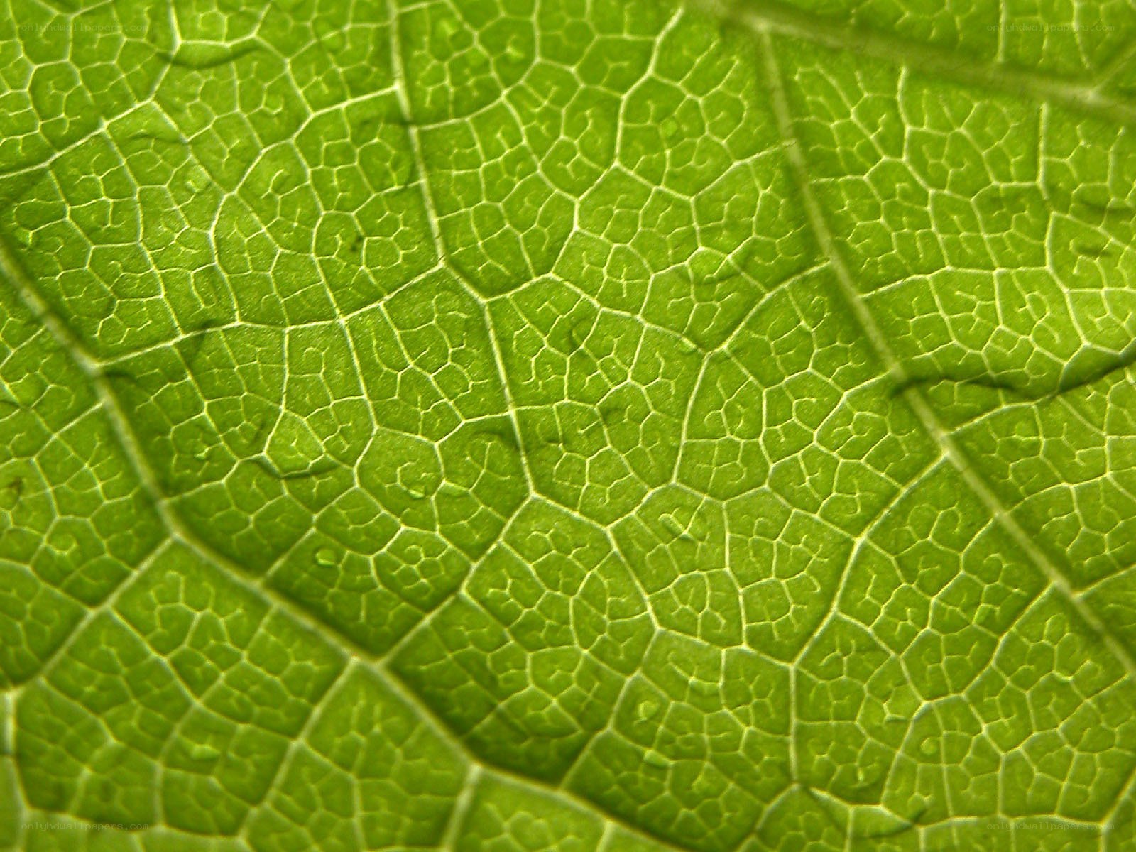 Close-up of leaf vein pattern