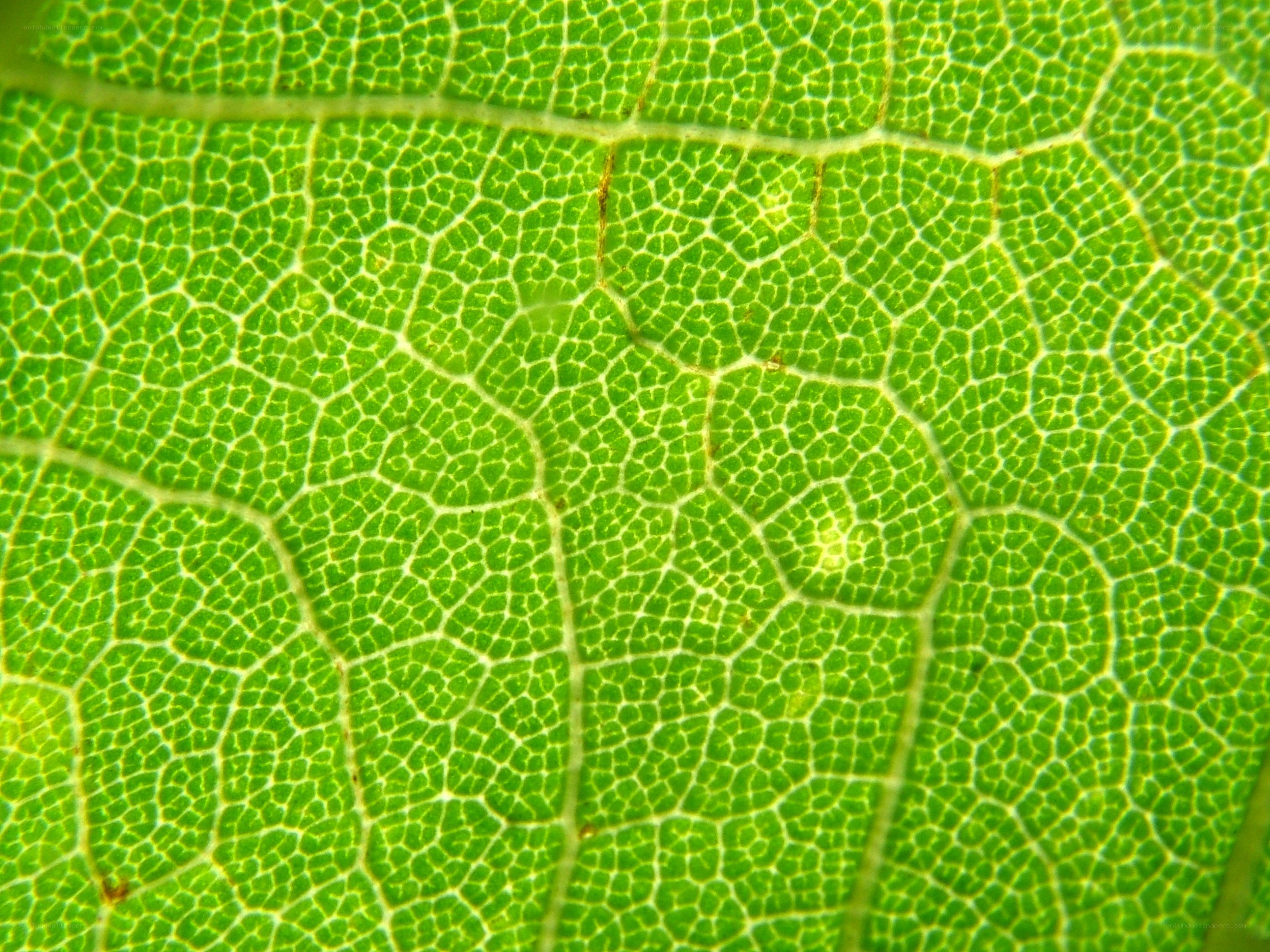 close-up of leaf vein pattern