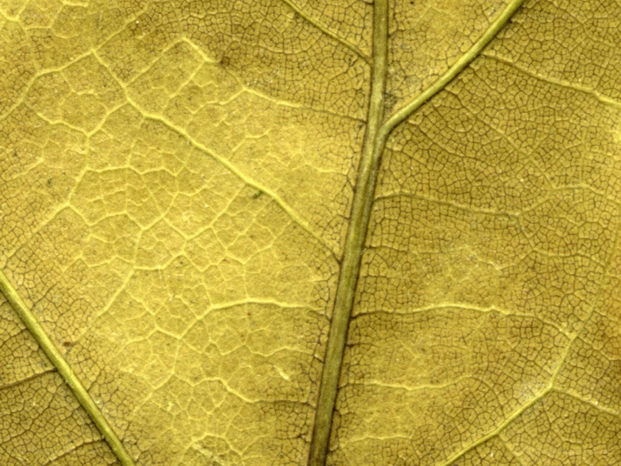 Close-up of leaf vein pattern