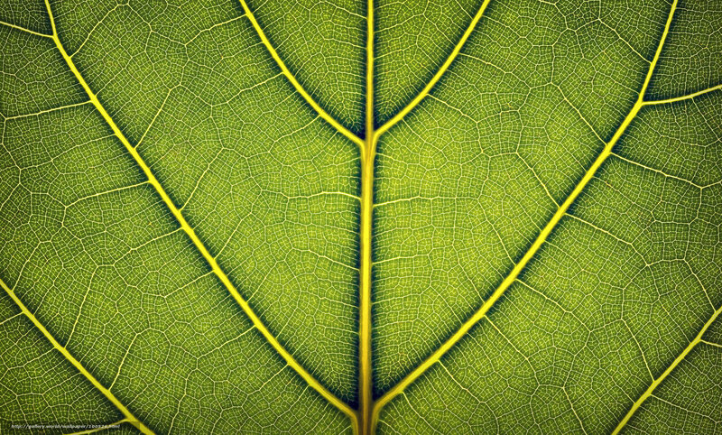 Close-up of leaf vein pattern