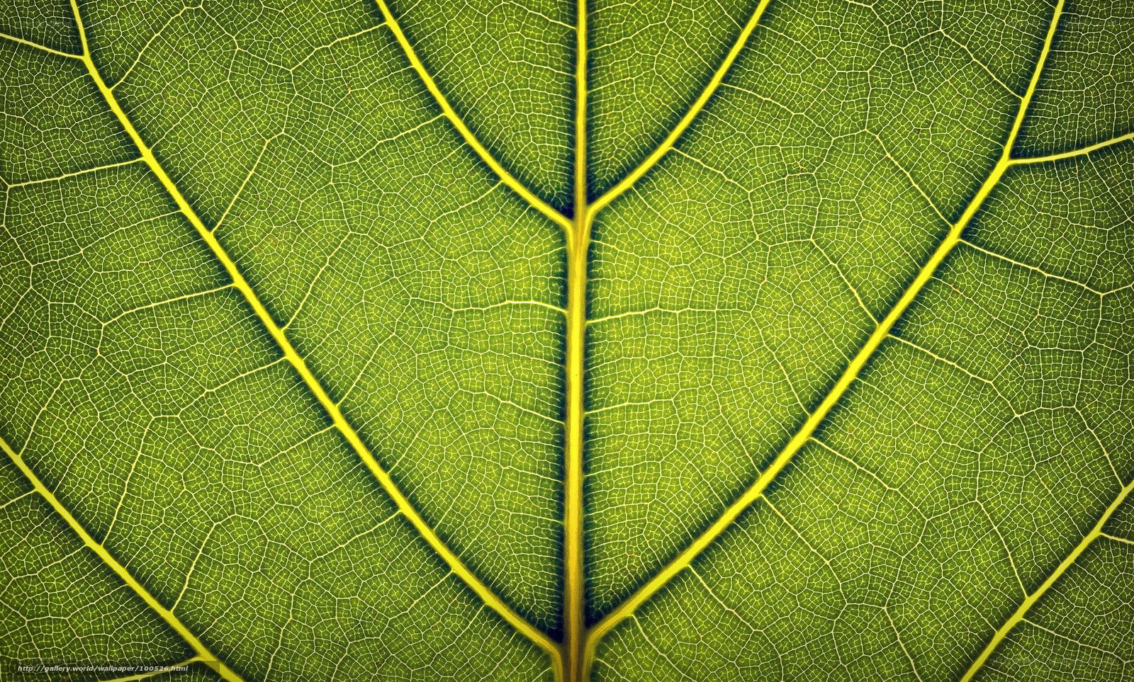 Close-up of leaf vein pattern