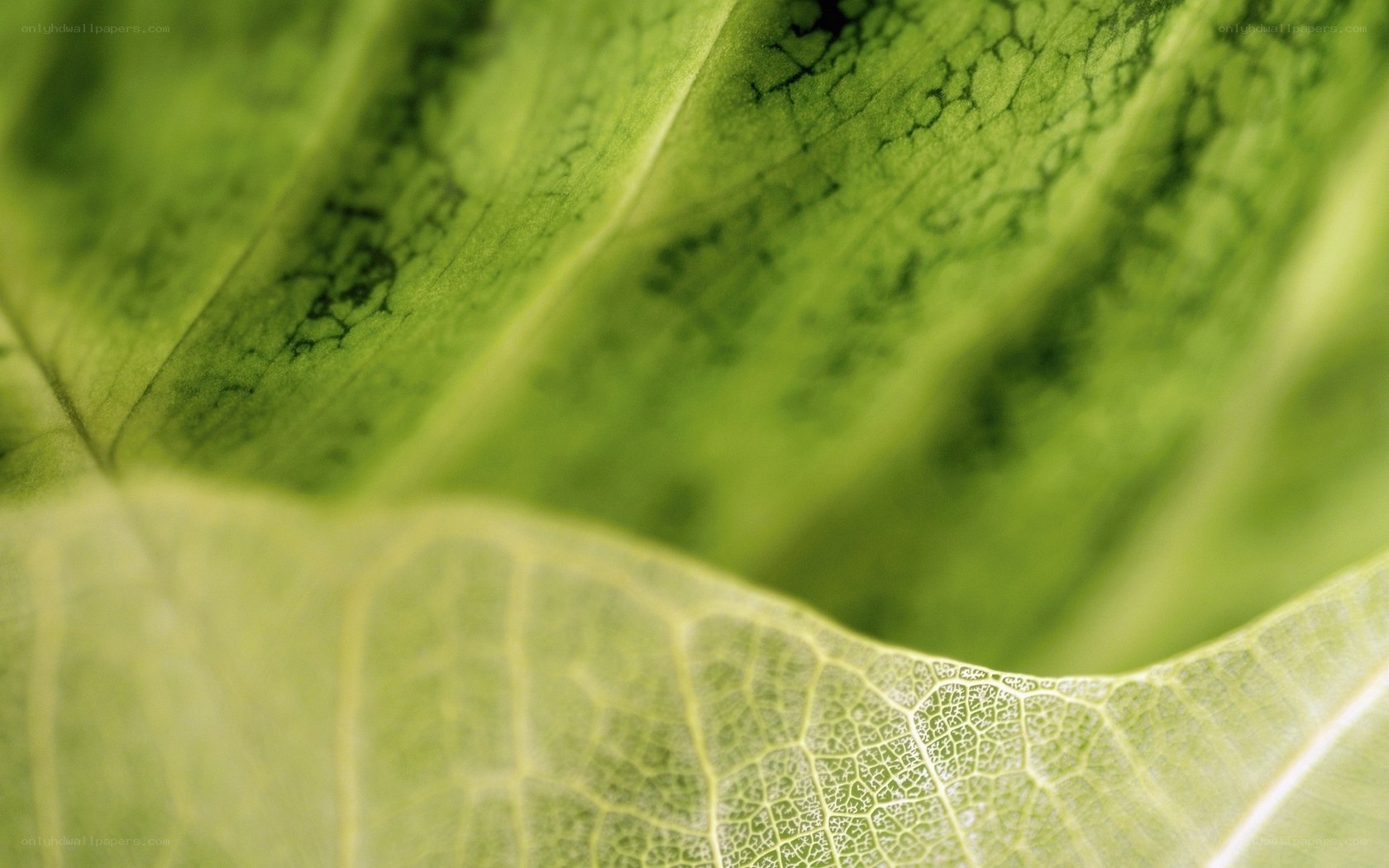 Close-up of leaf veins