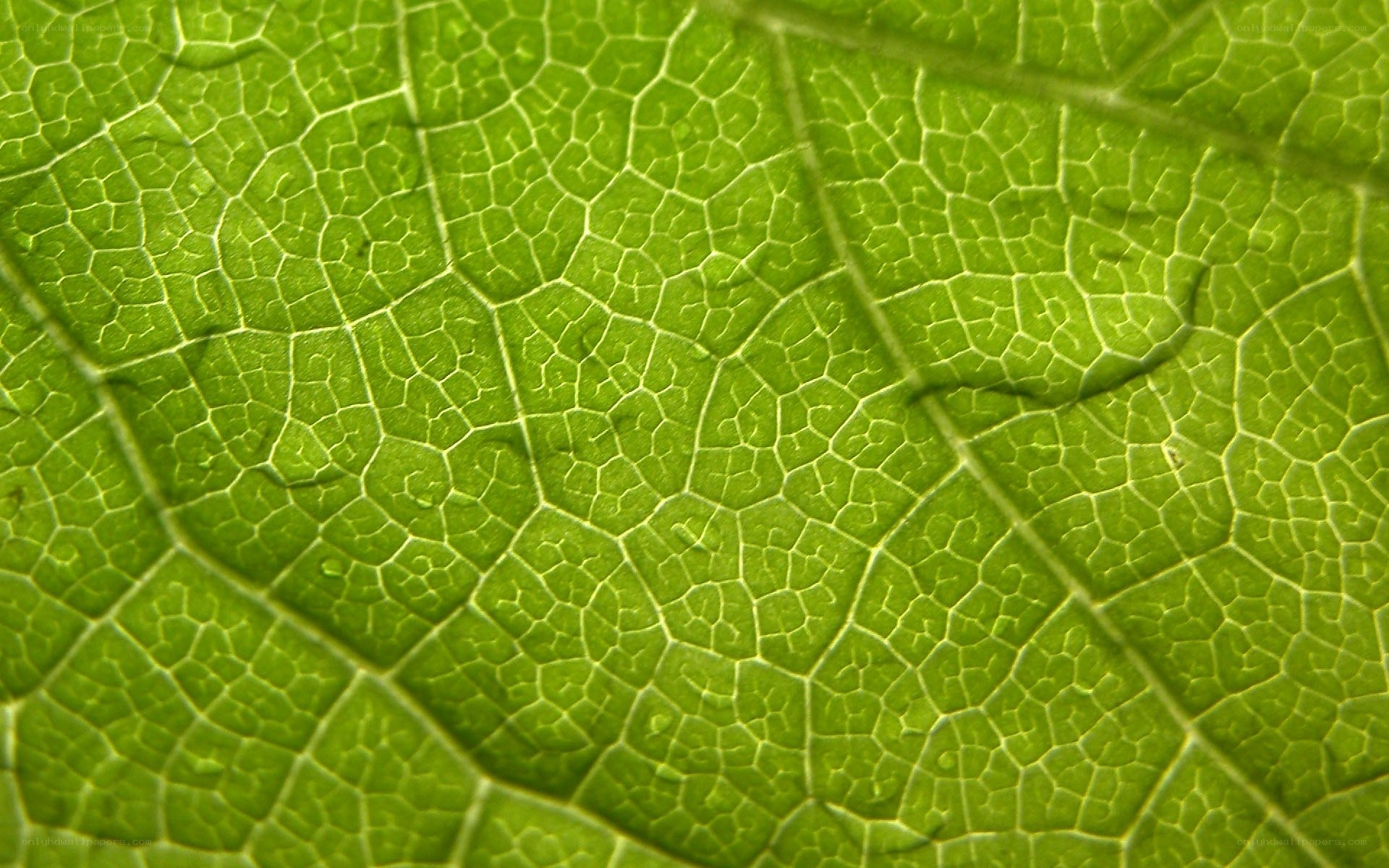 Close-up of leaf veins