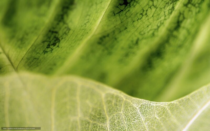 Close-up of leaf veins