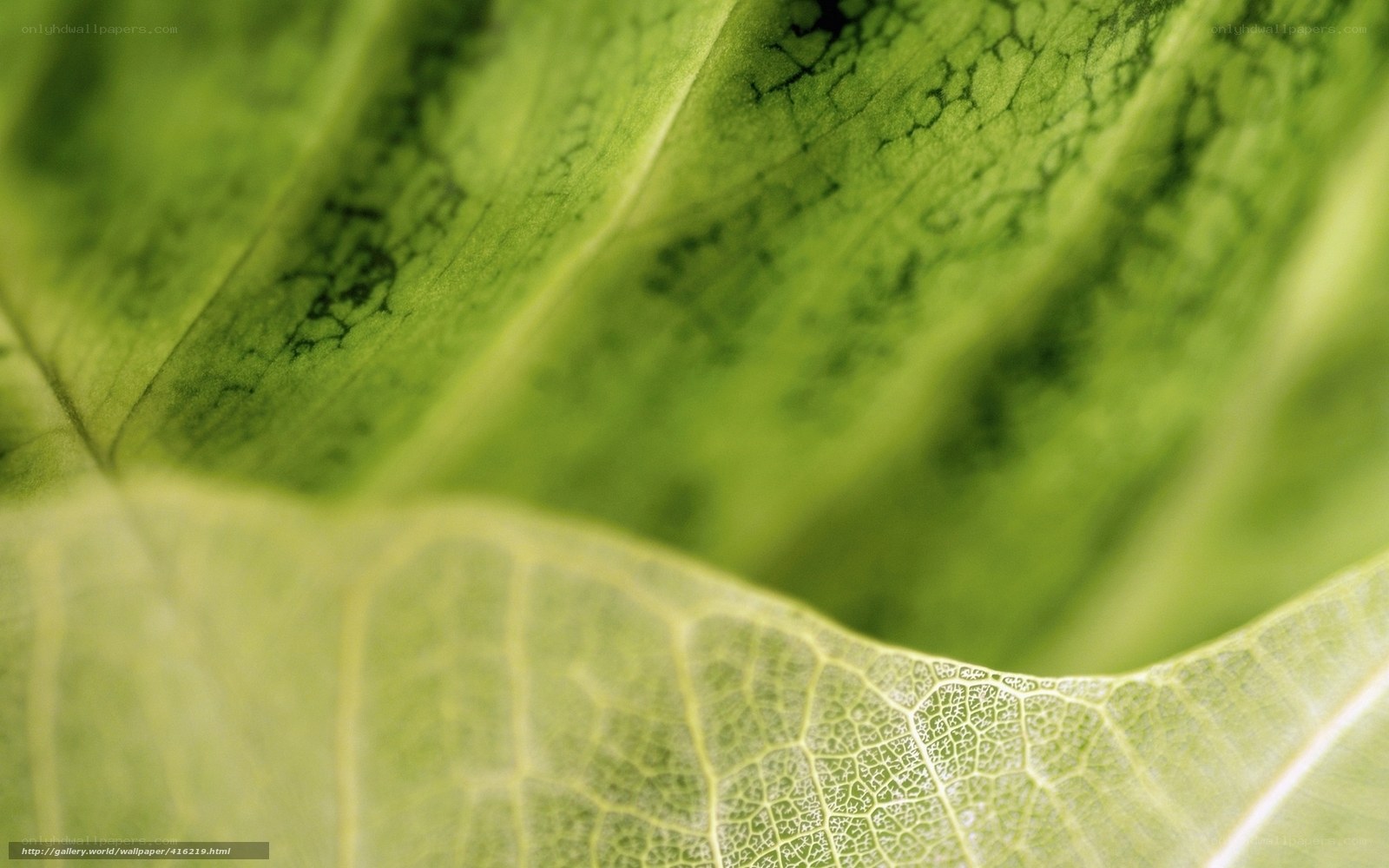 Close-up of leaf veins