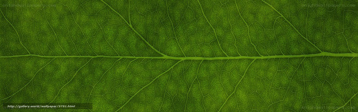 Close-up of leaf veins
