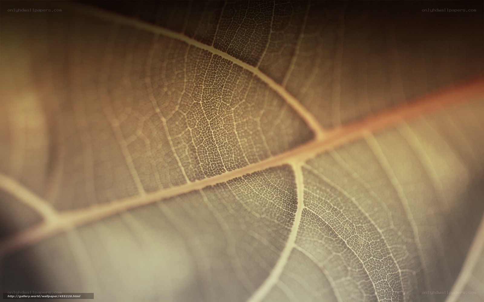 Close-up of leaf veins
