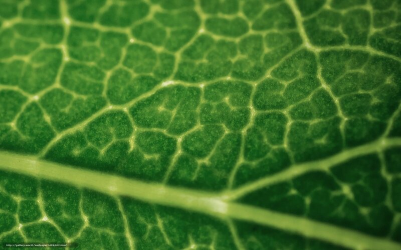 close-up of leaf veins